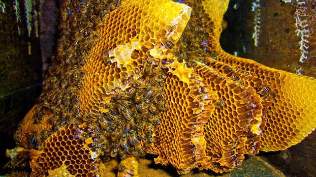 蜂蜜 蜂巢