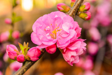暖春桃花
