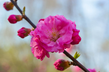 暖春桃花