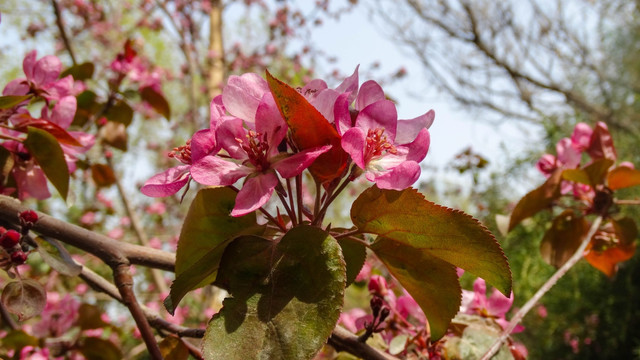 苹果树开花