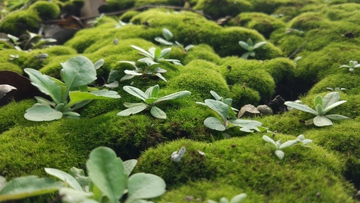 背景素材 苔藓植物
