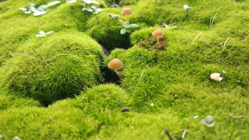 背景植物苔藓