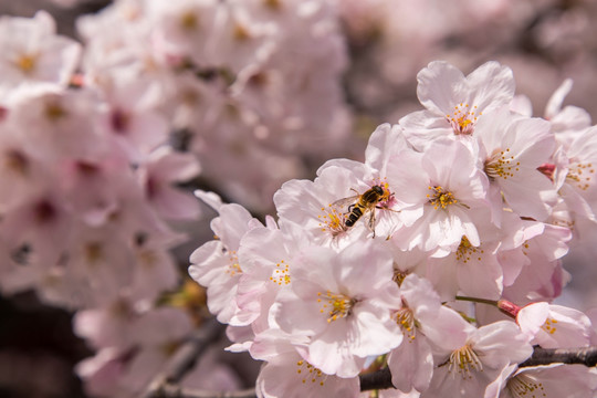 樱花蜜蜂