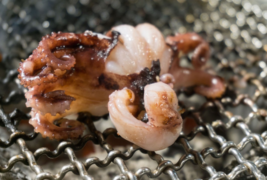 海鲜烧烤 小章鱼
