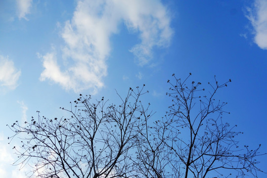 树枝天空