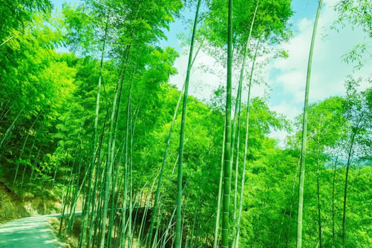 绿色竹林翠竹林
