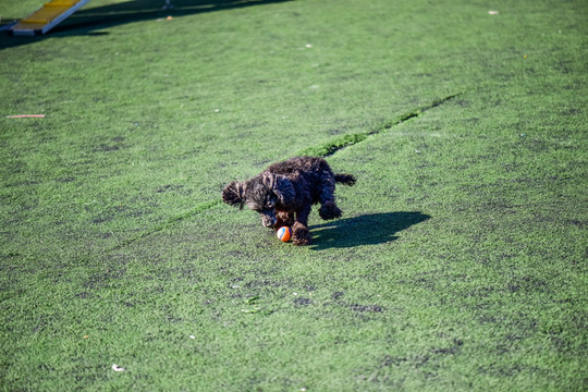 小狗玩球