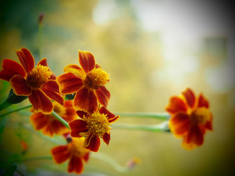 野菊花