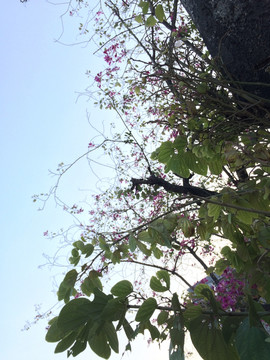 紫荆花