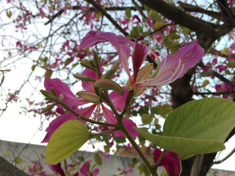 紫荆花