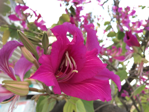 紫荆花