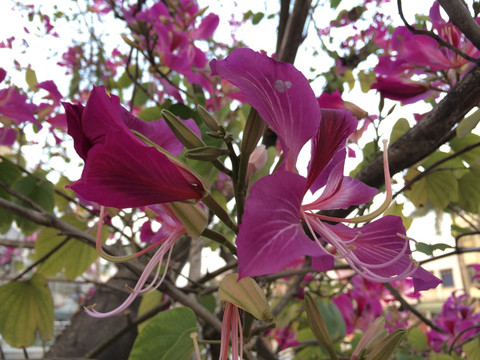 紫荆花