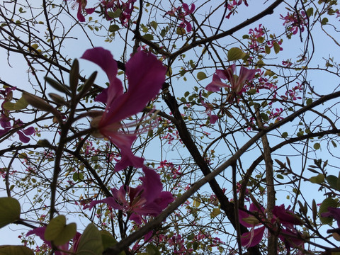 紫荆花