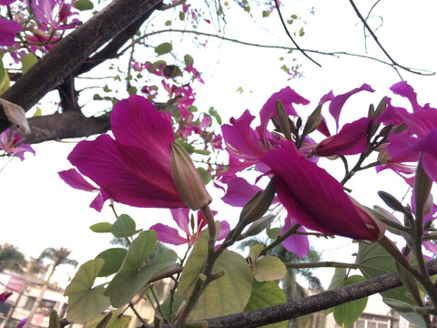 紫荆花