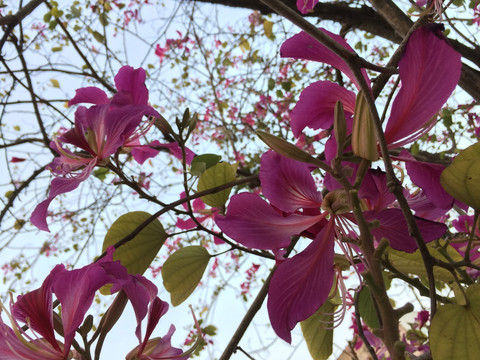 紫荆花