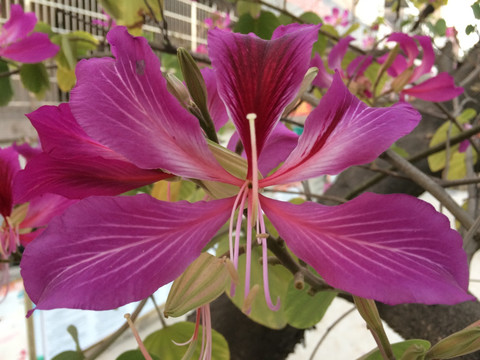 紫荆花