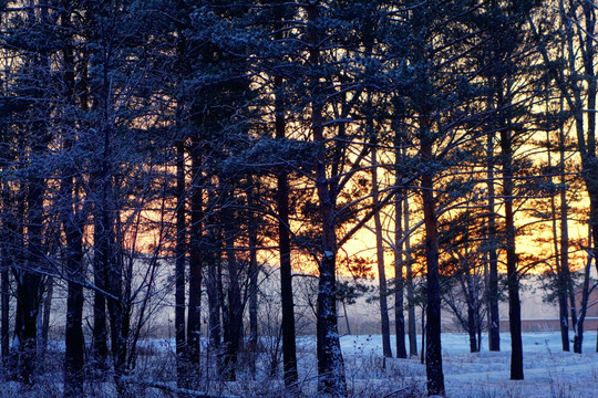 树林朝阳雪景