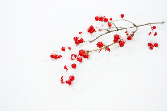 雪中一支红