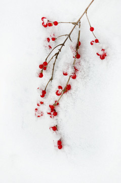 雪中的忍冬果实
