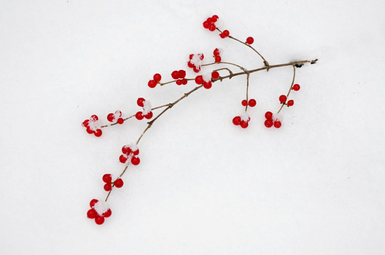 雪中一支红