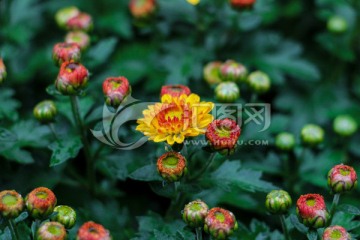 小菊花
