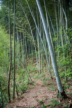 绿色楠竹林