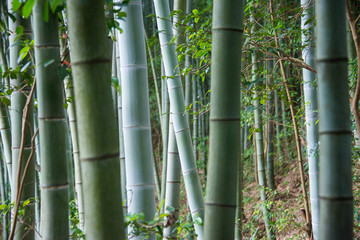 楠竹林特写