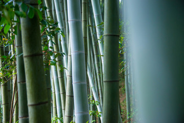 楠竹林