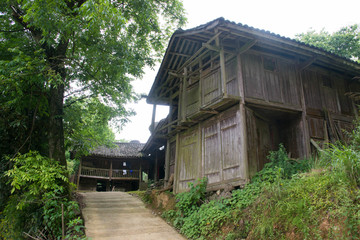 村头银杏树
