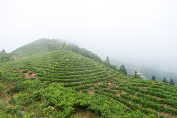 茶叶山