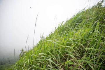 高山草地