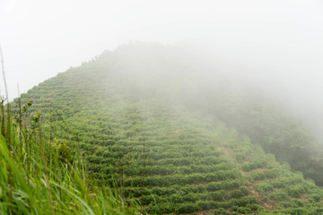 岑巩茶山