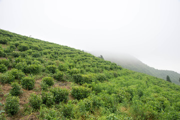 客楼仙境坡茶山