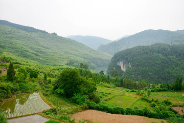 龙鳌河下游森林植被