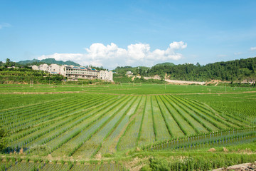 岑巩农村稻田