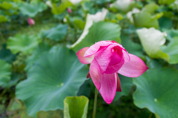 雨后荷花特写