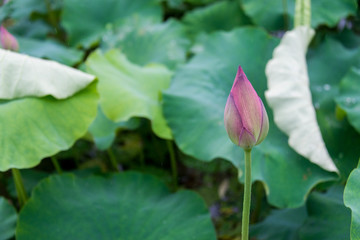 荷花特写