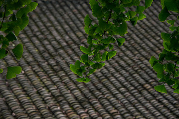 中木召民居瓦房