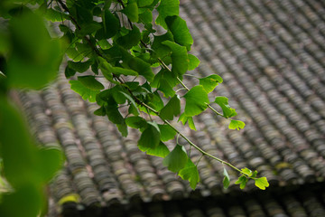 中木召景色