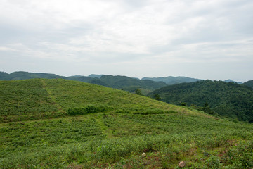 岑巩茶场
