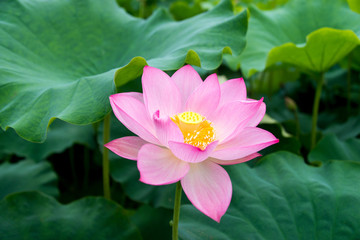一枝荷花