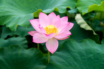 荷花写真
