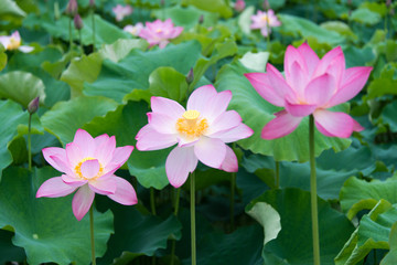 三朵荷花