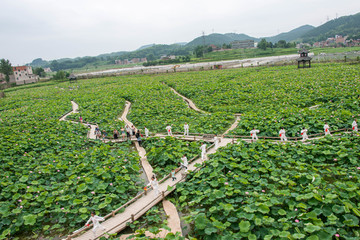 荷花池太极