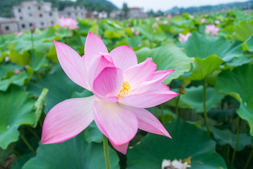 荷花特写