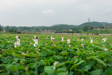 马家寨荷花
