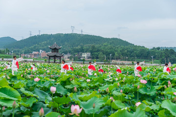 马家寨荷花太极扇