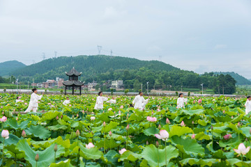 太极荷花