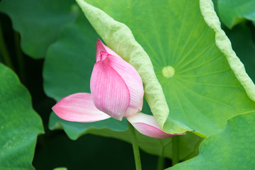 池塘荷花