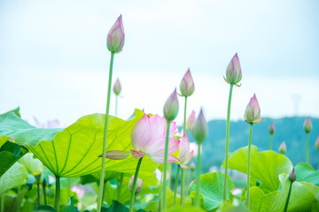 荷花花苞